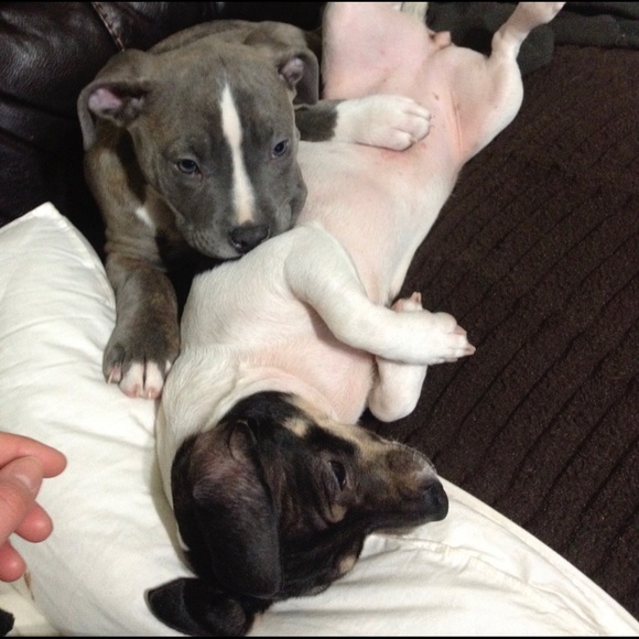 Meet your Posher, Victoria - Picture 3 of 4